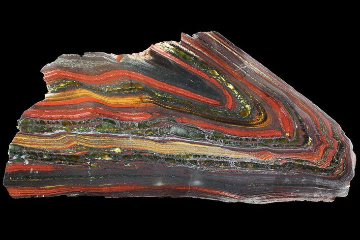 Polished Tiger Iron Stromatolite - ( Billion Years) #92827